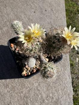 Turbinicarpus krainzianus minimus